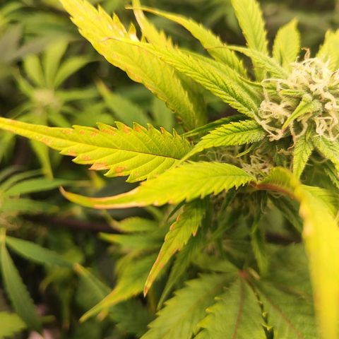 Sour Diesel Auto growlog timeline photo