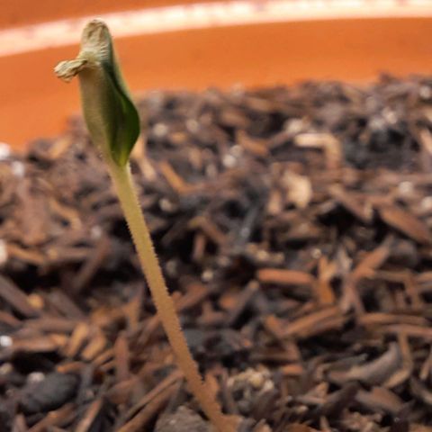 Afrodite growlog timeline photo