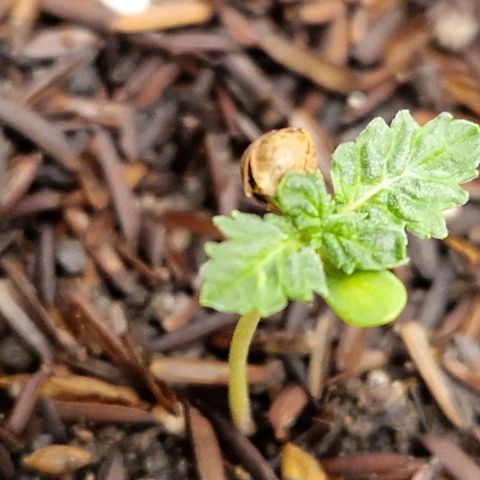 Vênus  growlog timeline photo