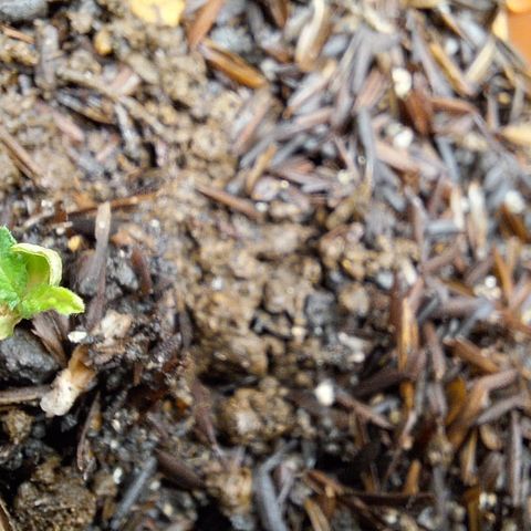 Dionísio growlog timeline photo