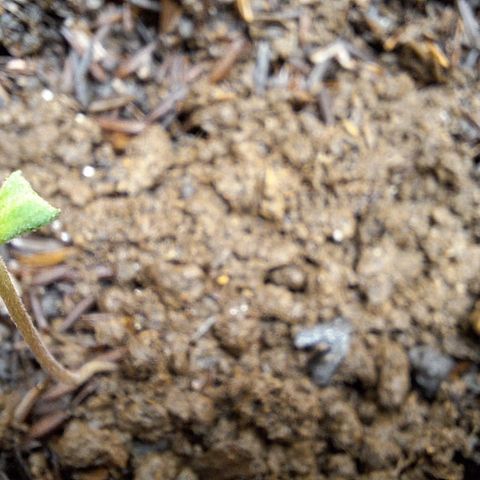 Afrodite growlog timeline photo