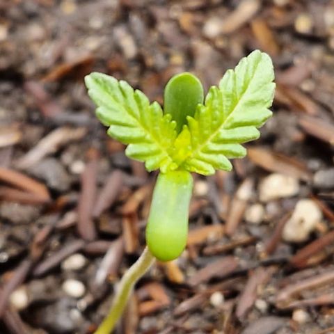 Poseidon growlog timeline photo