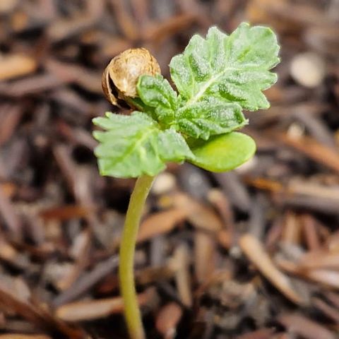Vênus  growlog timeline photo