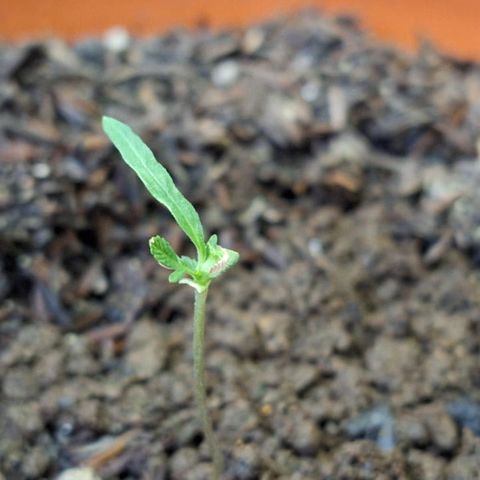 Afrodite growlog timeline photo