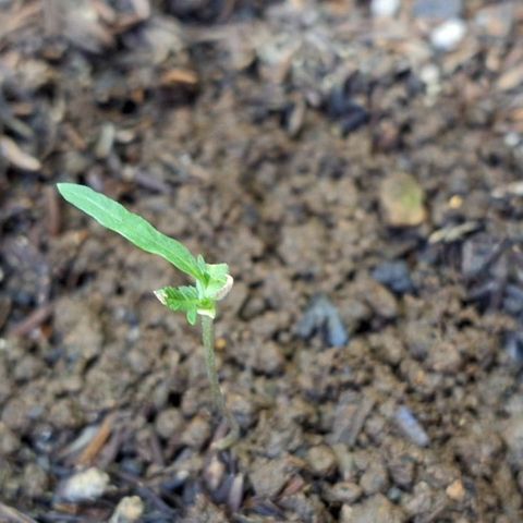 Afrodite growlog timeline photo