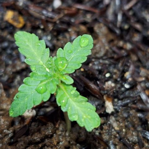 Dionísio growlog timeline photo