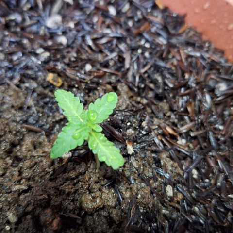 Dionísio growlog timeline photo