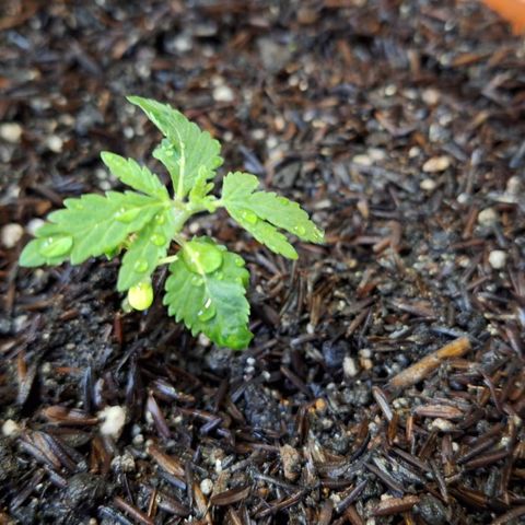 Vênus  growlog photo: Raíze parece frágil 