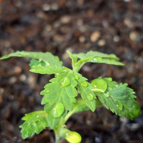 Vênus  growlog photo: Raíze parece frágil 