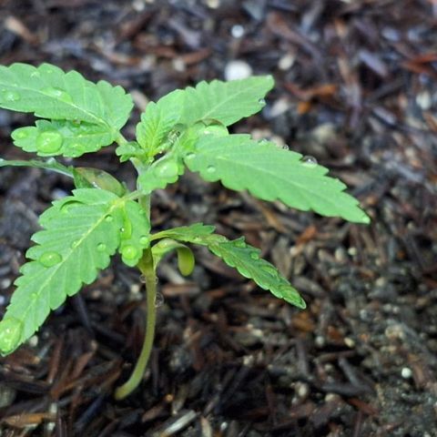 Poseidon growlog timeline photo