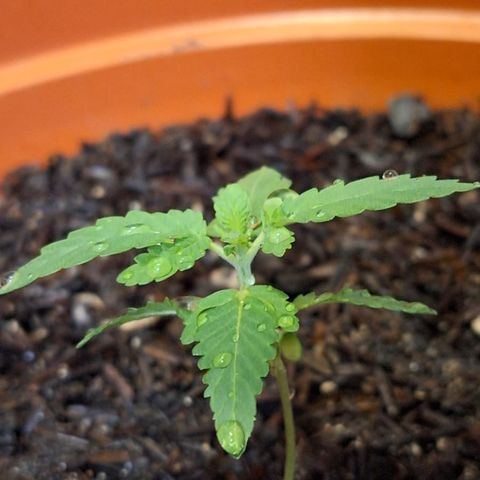 Poseidon growlog timeline photo