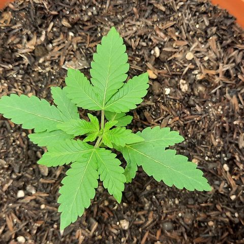 Poseidon growlog timeline photo