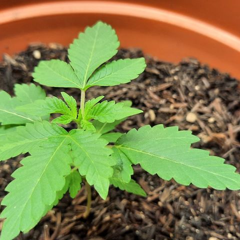 Poseidon growlog timeline photo