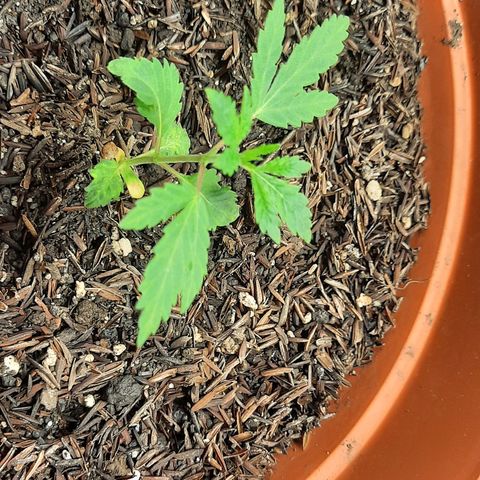 Vênus  growlog timeline photo