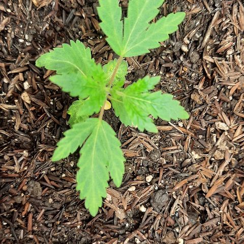 Vênus  growlog timeline photo