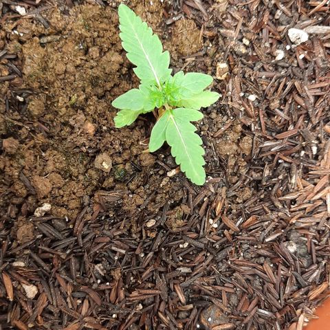 Dionísio growlog timeline photo