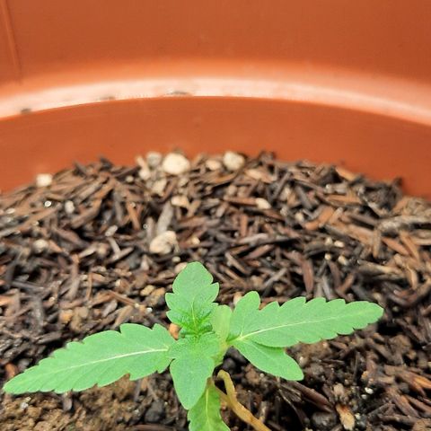 Dionísio growlog timeline photo