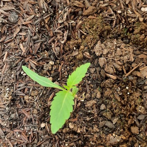 Afrodite growlog timeline photo