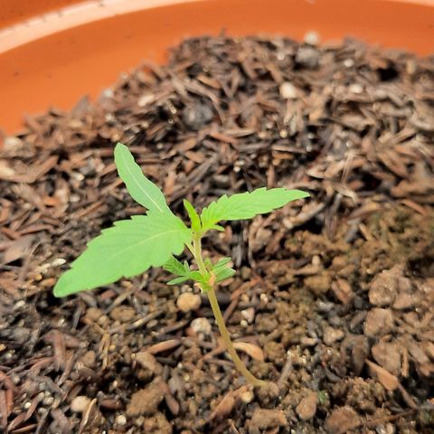 Afrodite growlog timeline photo