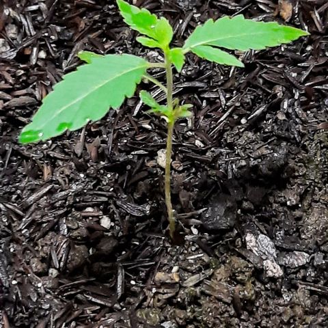 Afrodite growlog timeline photo