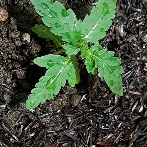 Dionísio growlog photo: Raiz ainda um pouco fraca. Colapsa quando é regada