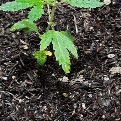 Vênus  growlog timeline photo