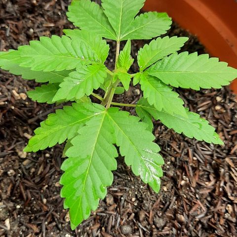 Poseidon growlog timeline photo