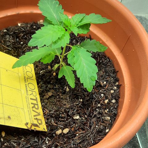Dionísio growlog timeline photo