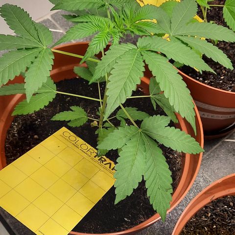 Poseidon growlog timeline photo