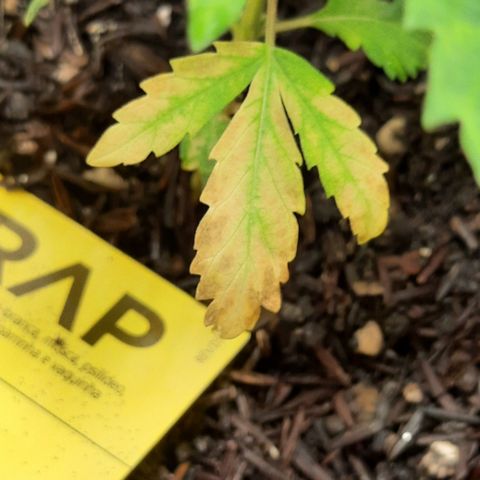 Vênus  growlog photo: Algumas folhas antigas parecem secas/amareladas. As folhas novas continuam com uma manchinha meio escura.... mas a planta está crescendo 