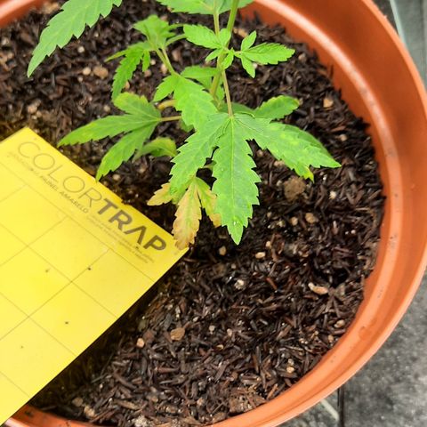 Vênus  growlog timeline photo