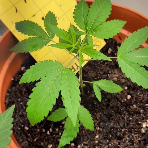Afrodite growlog timeline photo