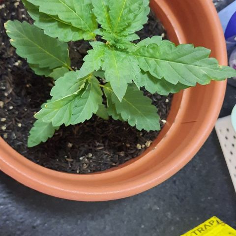 Dionísio growlog photo: Folhas ainda sem cheiro. Distinta das irmãs
