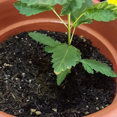 Dionísio growlog photo: Folhas ainda sem cheiro. Distinta das irmãs