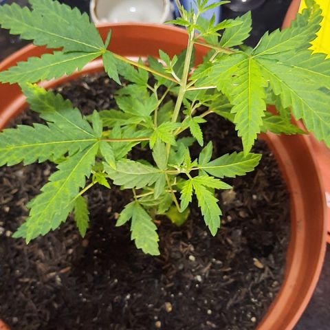 Vênus  growlog timeline photo