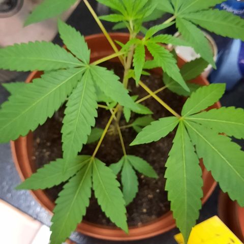 Afrodite growlog photo: Planta está linda e saudável, crescendo firme e forte.