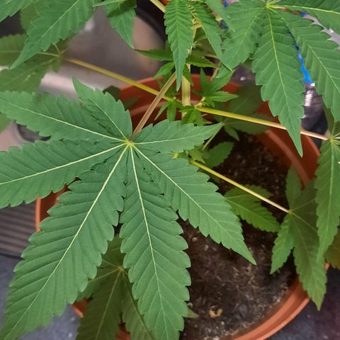 Poseidon growlog timeline photo