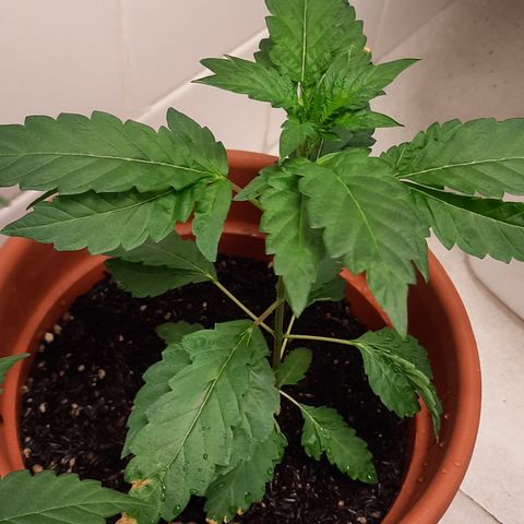 Dionísio growlog timeline photo