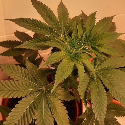 Poseidon growlog timeline photo