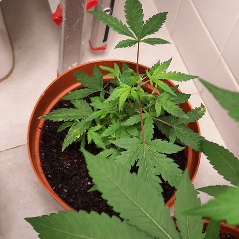 Vênus  growlog timeline photo