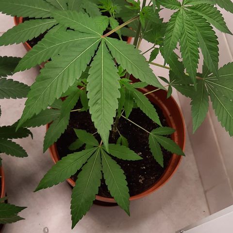 Afrodite growlog timeline photo