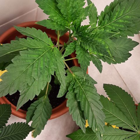 Dionísio growlog timeline photo