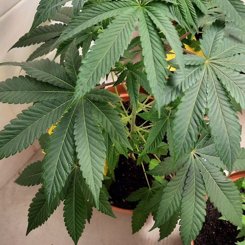 Poseidon growlog timeline photo