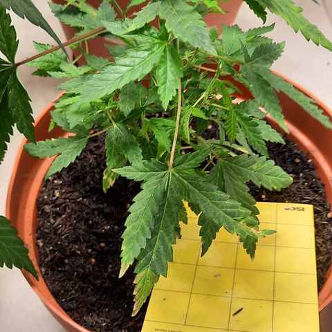 Vênus  growlog timeline photo