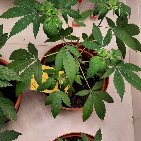 Afrodite growlog timeline photo