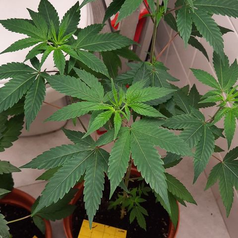 Afrodite growlog timeline photo