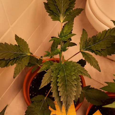 Dionísio growlog timeline photo