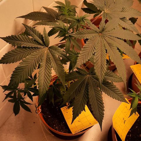 Poseidon growlog timeline photo