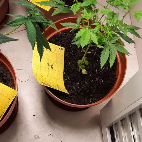 Vênus  growlog timeline photo