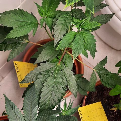 Dionísio growlog timeline photo